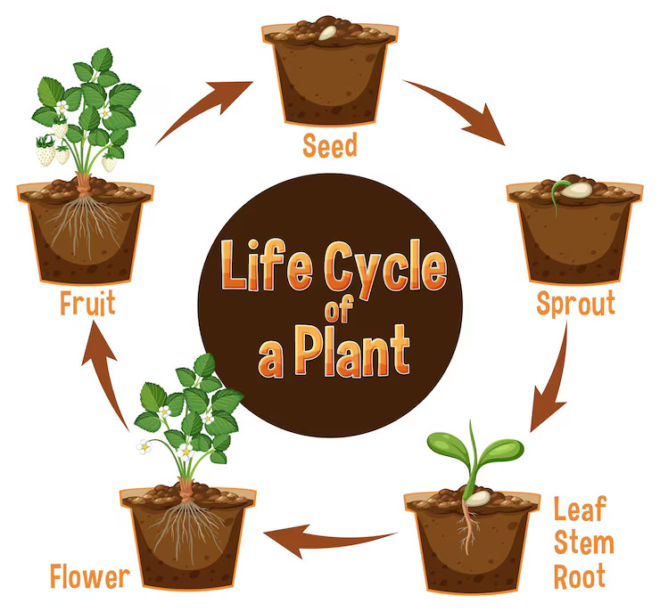 life-cycle-plant-diagram_1639-47236